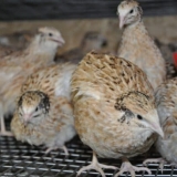 Karakteristične karakteristike mandžurske prepelice